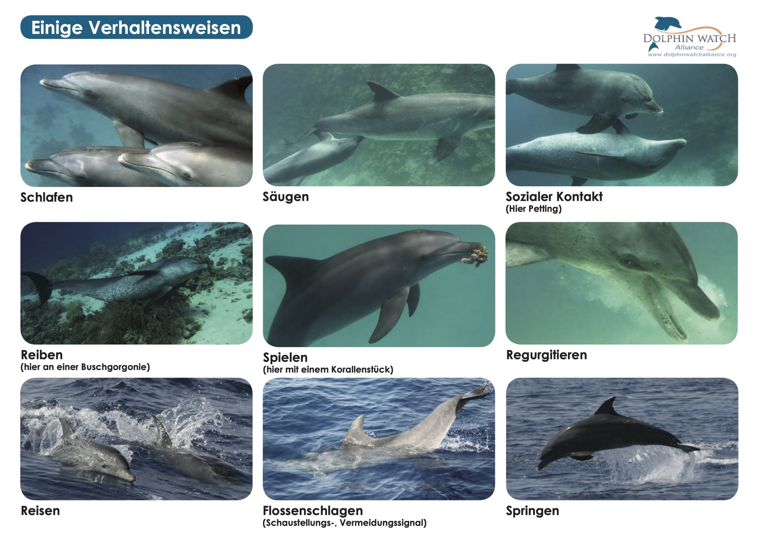 7. Gebrauchsanweisung Delfine