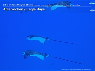 Adlerrochen – Eagle Rays