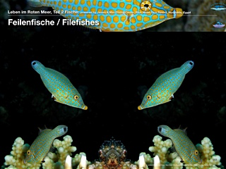 Feilenfische – Filefishes
