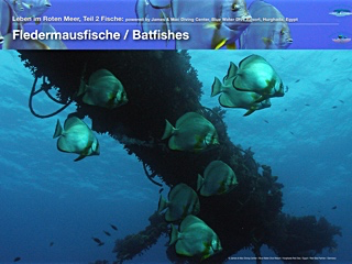 Fledermausfische – Batfishes