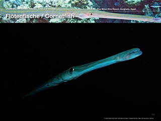 Flötenfische – Cornetfishes