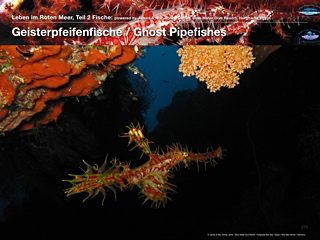 Geisterpfeifenfische – Ghost Pipefishes