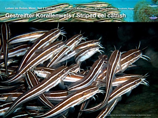 Gestreifter Korallenwels – Striped Eel Catfish