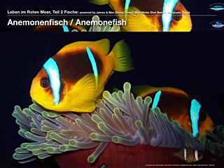 Anemonenfisch – Anemonefish