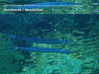 Hornhecht – Needlefish