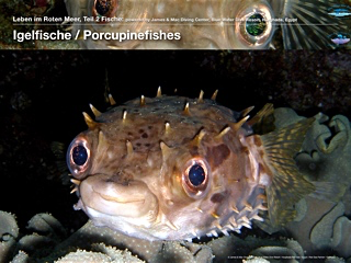 Igelfische – Porcupinefishes