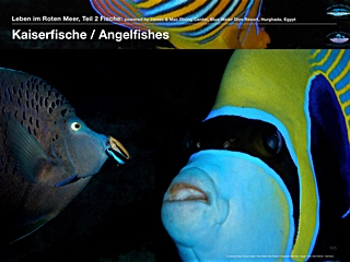 Kaiserfische – Angelfishes