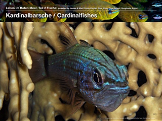 Kardinalbarsche – Cardinalfishes