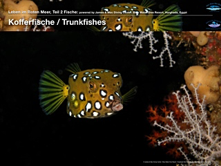 Kofferfische – Trunkfishes