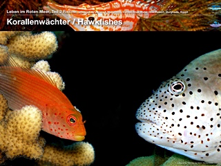 Korallenwächter – Hawkfishes