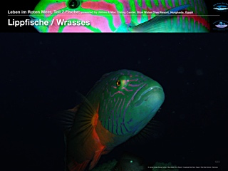 Lippfische – Wrasses