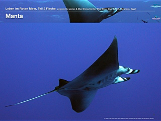 Manta Rochen – Manta Rays