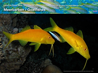 Meerbarben – Goatfishes