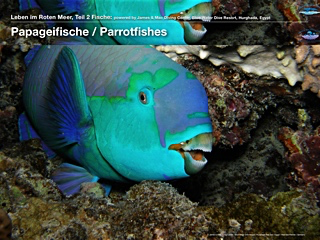 Papageifische – Parrotfishes