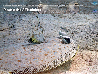 Plattfische – Flatfishes