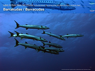 Barrakudas – Barracudas