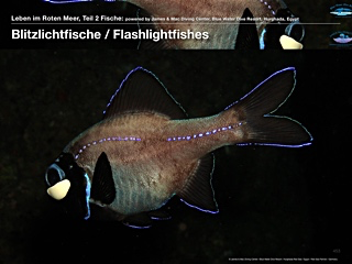 Blitzlichtfische – Flashlightfishes
