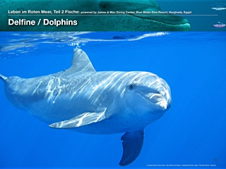 Delfine – Dolphins