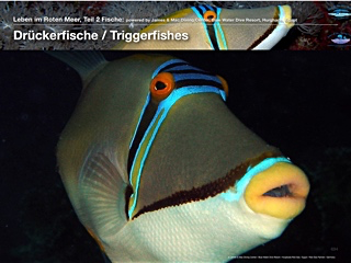 Drückerfische – Triggerfishes