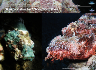 Skorpionsfische – Scorpionfishes