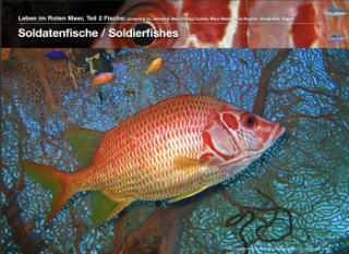 Soldatenfische – Soldierfishes