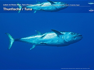 Thunfische – Tuna