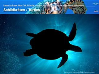 Schildkröten – Turtles