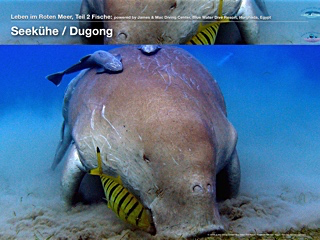 Seekühe – Dugong
