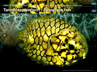 Tannenzapfenfisch – Pineapple fish