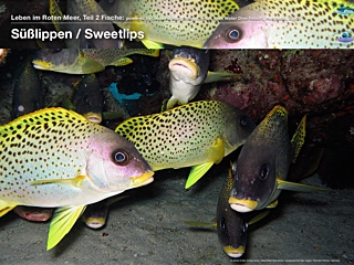 Süßlippen – Sweetlips