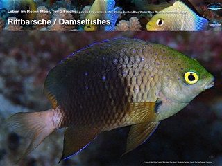 Riffbarsche – Damselfishes