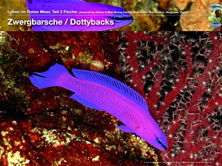Ruderfische – Rudderfish