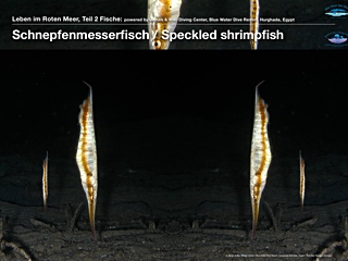 Schnepfenmesserfisch – Speckled shrimpfish