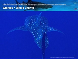 Walhaie – Whale sharks