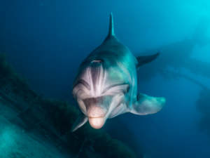 Unterwasser mit Jupp dem Weihnachtsdelfin