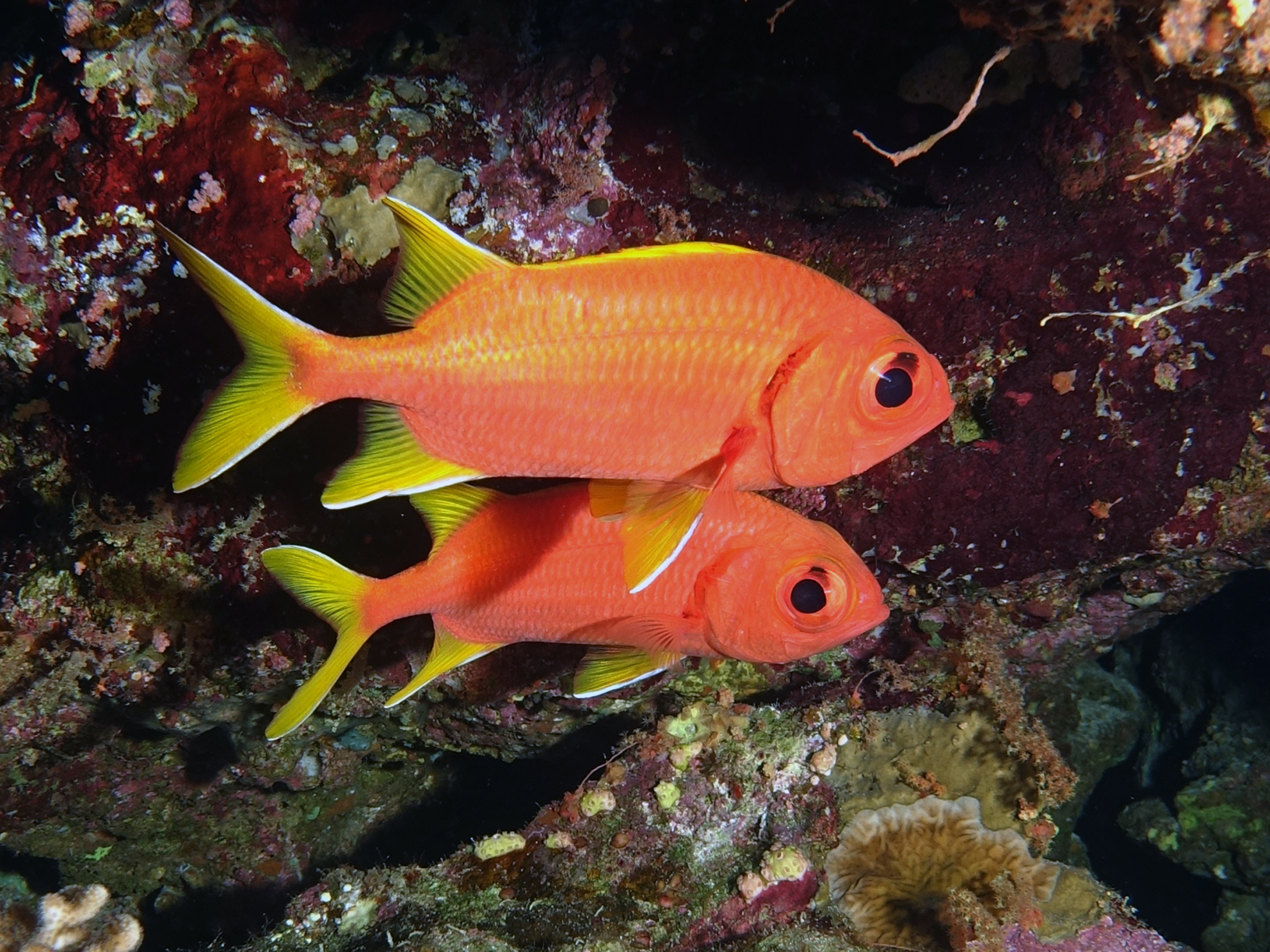 Fische Rotes Meer