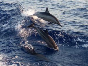 Dolphin-Hurghada