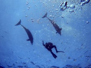 Begrüßung von Delfinen am ersten Tauchtag