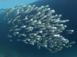 300 Tauchgänge mit Fischbegleitung