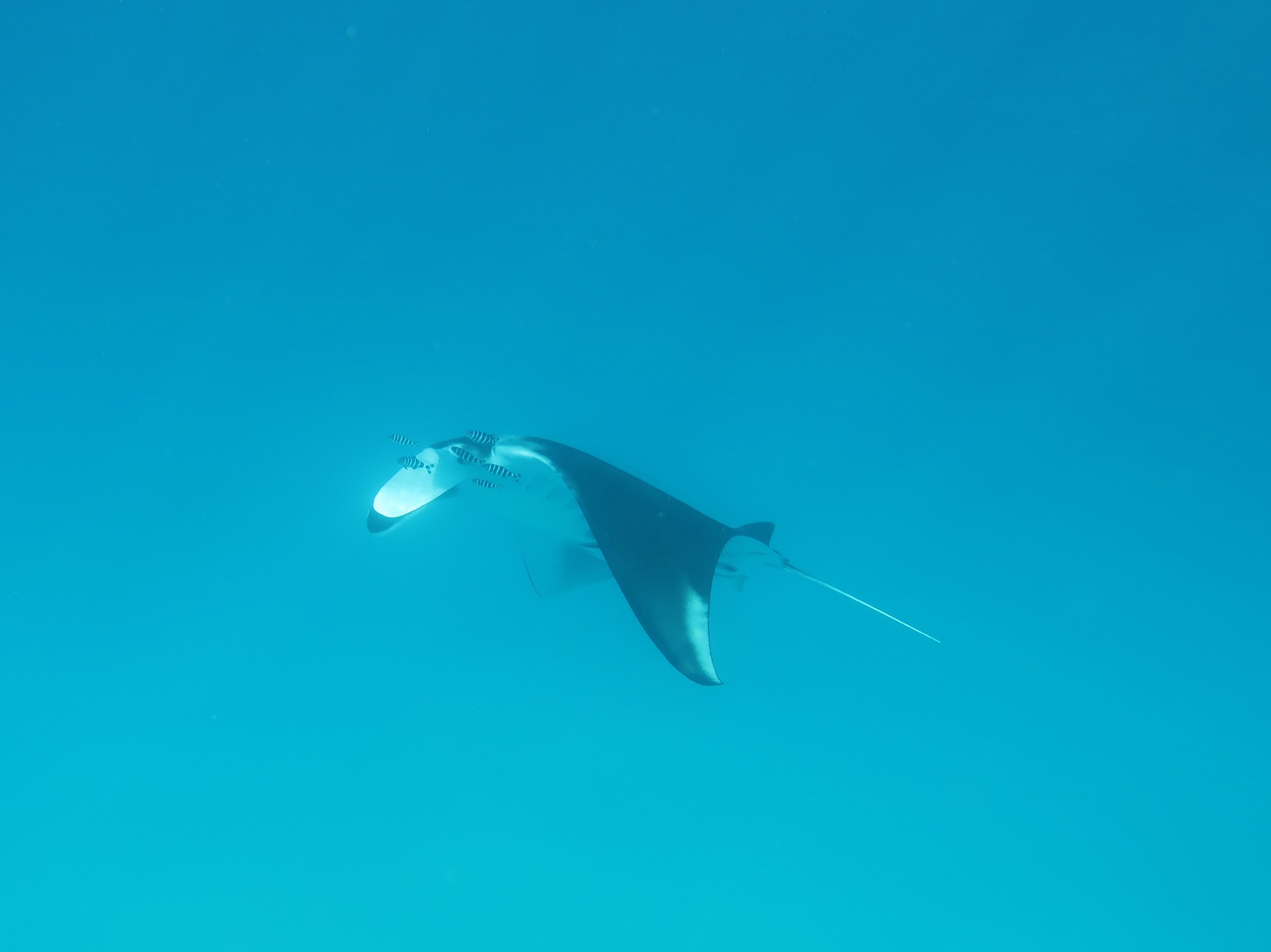 Hans im Glück und eine Manta Sichtung