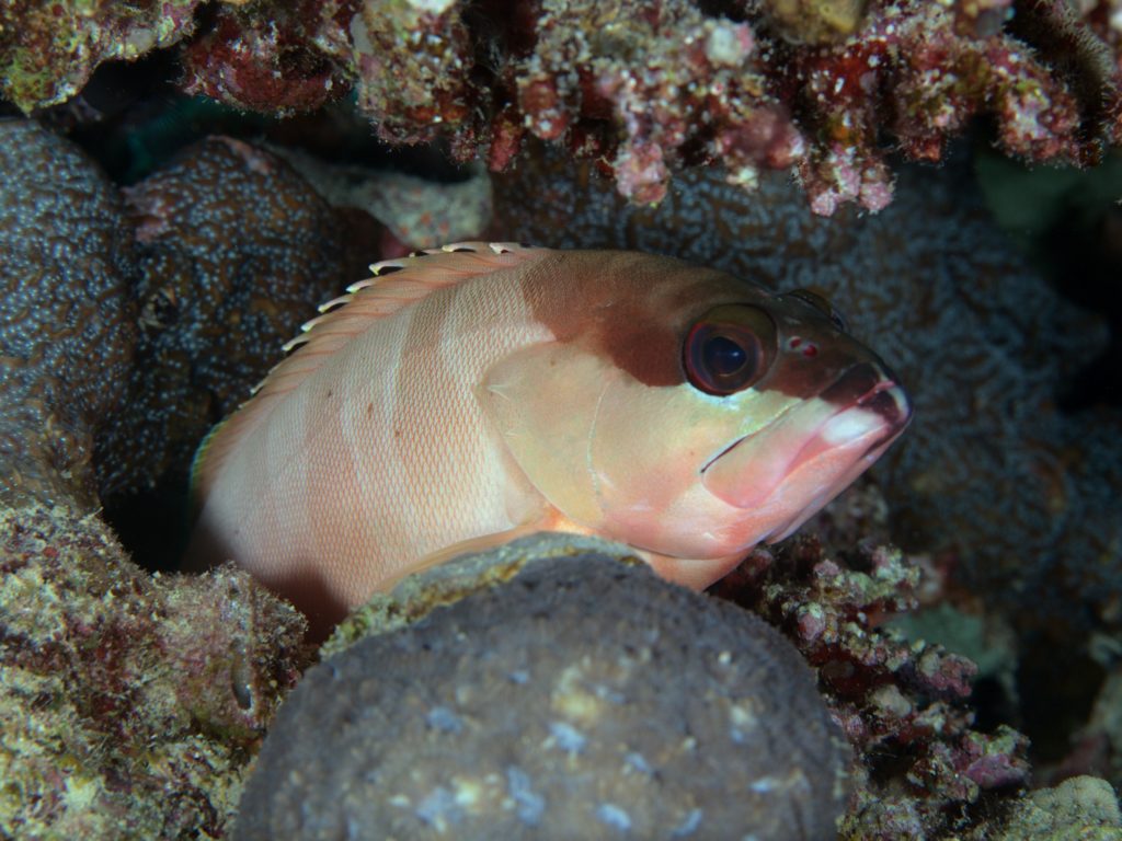 Ein gemütlicher Tauchtag am bunten Hausriff