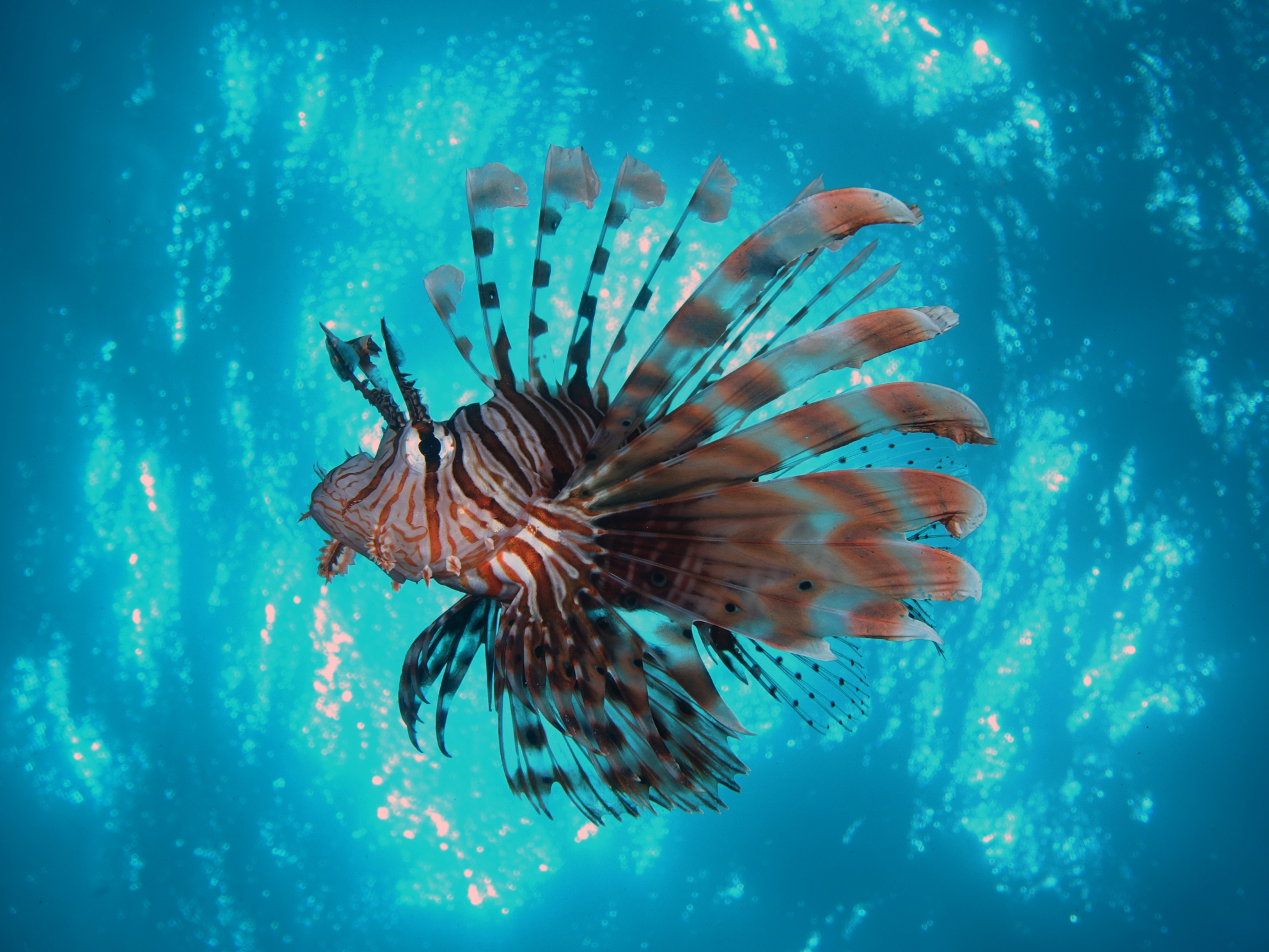 Lionfish