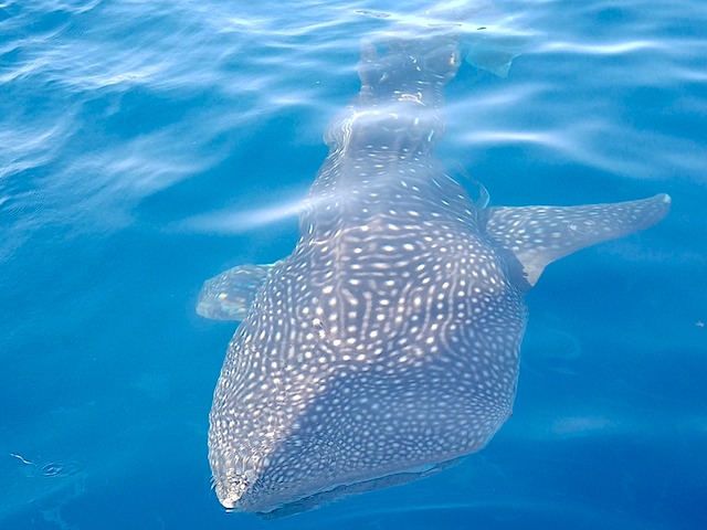 Whaleshark-Hurghada