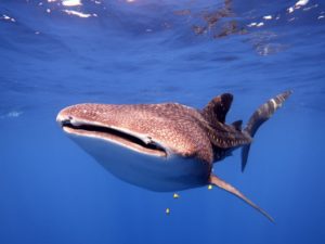 Walhaialarm und andere schöne Begegnungen