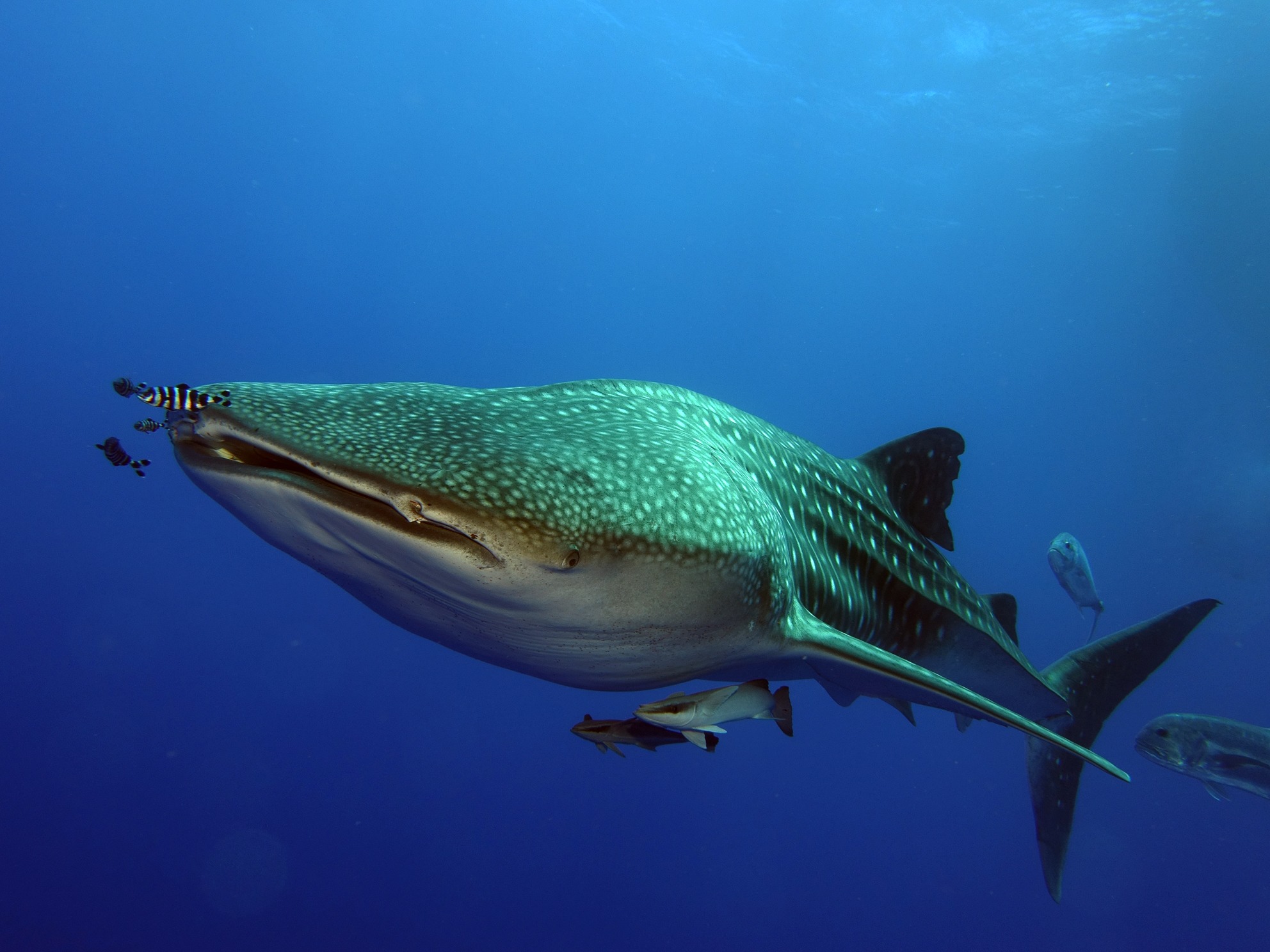 Whaleshark-Hurghada