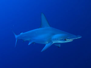 Harald der Hammerhai beim Carless Reef