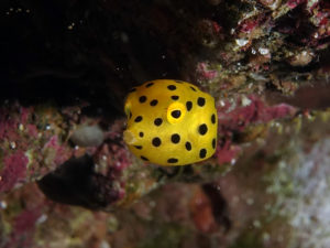 little boxfish