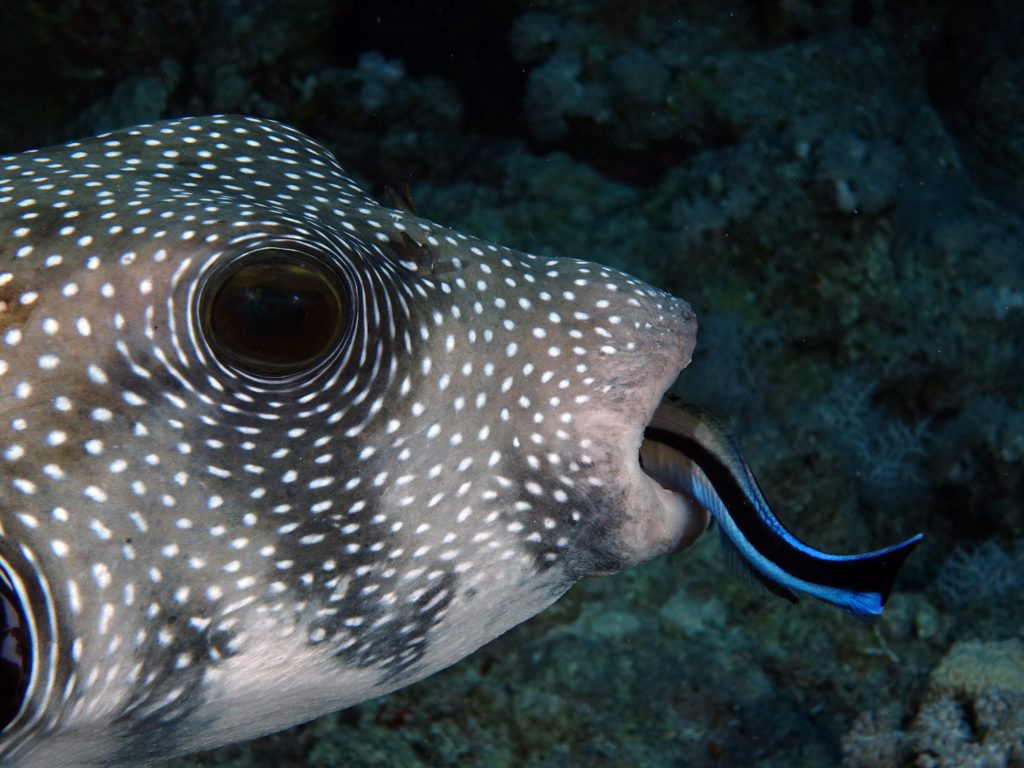 Ein Besuch am Wellness-Block in Fanous