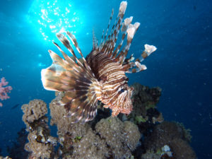 Wenn der vierte Advent leise blubbert