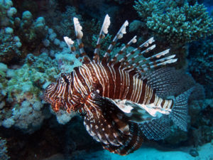 Rotfeuerfisch Riff